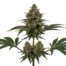 Belly Laugh cannabis strain plant