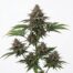 Benny Blanco cannabis strain plant