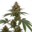 Berry Blaze cannabis strain plant