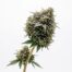 Big Chillz cannabis strain plant