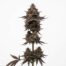 Black Caviar cannabis strain plant