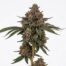 Blue Cherries cannabis strain plant
