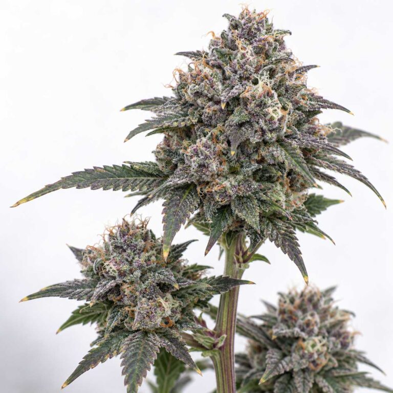 Blue Gush Mintz