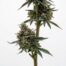 Blue Jam cannabis strain plant