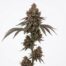 Blue Sunset Sherbet cannabis strain plant