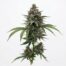 Blue Tomyz cannabis strain plant