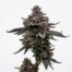 Blue Truffle cannabis strain plant