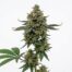 Blueberry Blitz cannabis strain plant