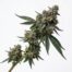 Blueberry Moon cannabis strain plant