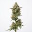 Blumosa cannabis strain plant