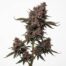 Boof cannabis strain plant