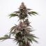 Brr Berry cannabis strain plant