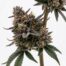 Candy Caviar cannabis strain plant