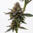 Candy Flip cannabis strain plant