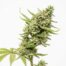 Caps Frozen Lemons cannabis strain plant