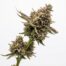 Cereal Runtz cannabis strain plant