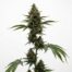 Chem Chillz cannabis strain plant