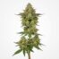 Chem Driver cannabis strain plant
