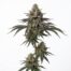 Chem Runtz cannabis strain plant
