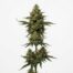 Chem Squeezy cannabis strain plant