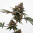 Cherry Cookie Breath cannabis strain plant