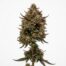 Cherry Nerds cannabis strain plant