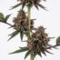 Cherrylicious cannabis strain plant