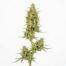 Citronella cannabis strain plant