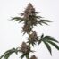 Cookie Dos cannabis strain plant