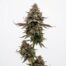 Cookie Rain cannabis strain plant