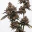 Crepes cannabis strain plant