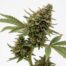 Crypto Chronic cannabis strain plant