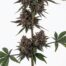 Curelato cannabis strain plant