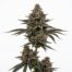 Dat Flava cannabis strain plant