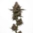 Designer Runtz cannabis strain plant