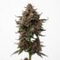 Dior Runtz cannabis strain plant