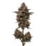Dopamine cannabis strain plant