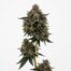 Dozicot cannabis strain plant