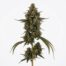 Dtla OG cannabis strain plant