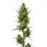 Durban Chem cannabis strain plant
