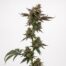 Emerald Cut cannabis strain plant