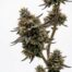 Exaltation cannabis strain plant