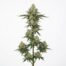 Free MAC cannabis strain plant