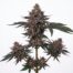 Frozen Berries cannabis strain plant