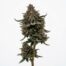 Galaxy Gas cannabis strain plant