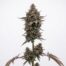 Garlic Cherry Gelato cannabis strain plant