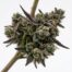 Garlic Ice Cream cannabis strain plant
