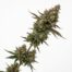 Garlic Storm cannabis strain plant