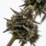 Gas Cap cannabis strain plant