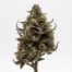Gas Gimlet cannabis strain plant